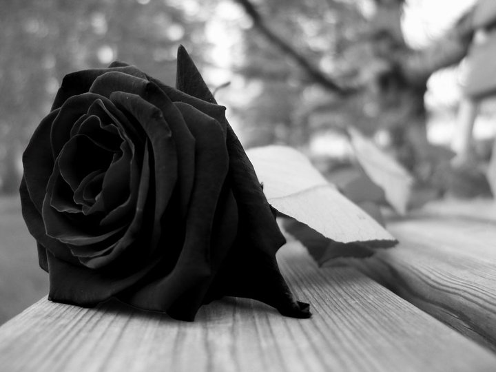rose-noire